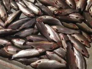 Какая рыба водится в финском заливе