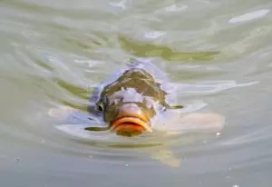 Рыба плавает на поверхности воды
