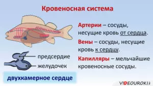 Наличие чешуи двухкамерное сердце. Кровеносная система рыб. Строение кровеносной системы рыб. Артериальная кровь у рыб. Сердце рыбы.