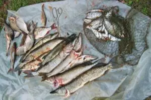 Рыбалка в ладожских шхерах как ловить