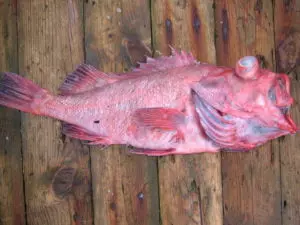Рыба похожая на морской окунь