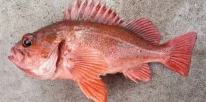 Рыба похожая на морской окунь