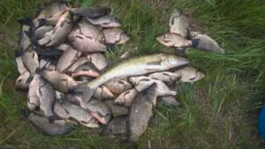 Какая рыба есть в реке ай