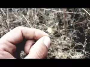 Как поймать фазана на рыболовный крючок