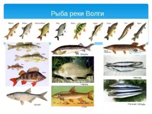 Список рыб нижней волги