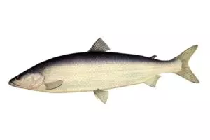 Нельма белая рыба