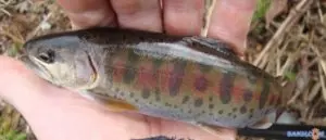 Рыба подкаменка сахалин