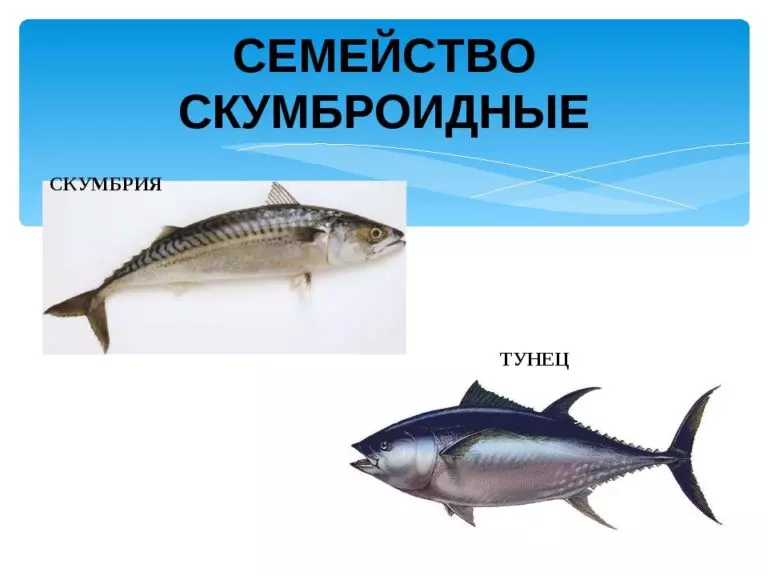 Рыбы семейства скумбриевых