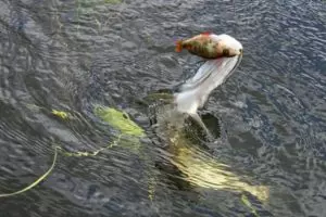 Рыбалка в ладожских шхерах как ловить