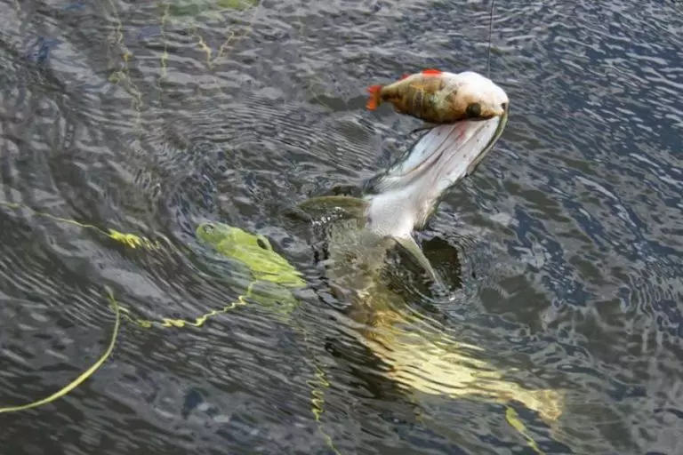 Рыболовная снасть морда своими руками