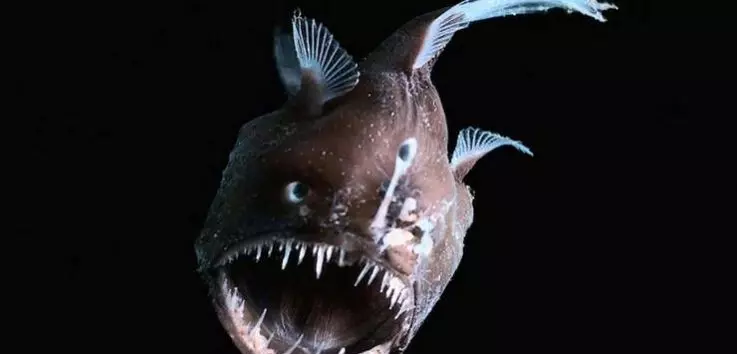 Глубоководная рыба 6