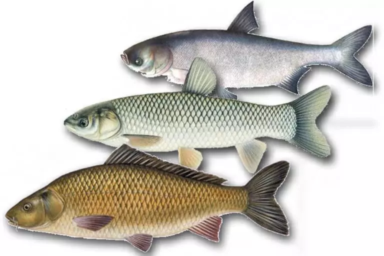 🎣 Тонкости рыбалки: как поймать большую рыбу и не потерять удовольствие 🎣
