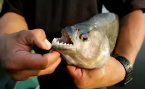 Какая рыба является самым крупным пресноводным хищником