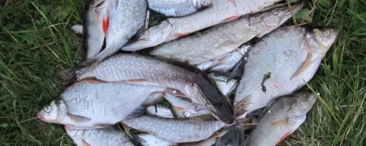 Какая есть рыба в северной двине
