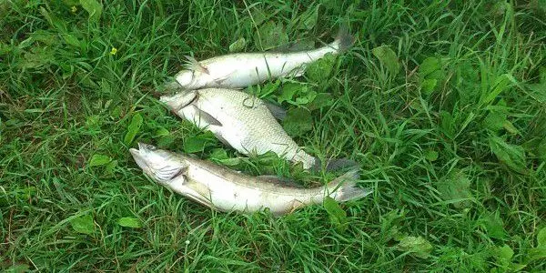 Какая рыба есть в реке ишим