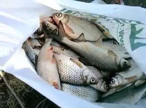 Пеленгас рыба как ловить