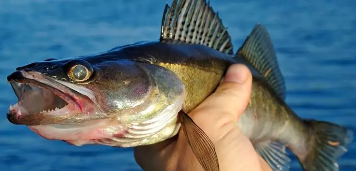 Рыба горячего копчения. Как коптить лосось? Наш рецепт (18 видео)